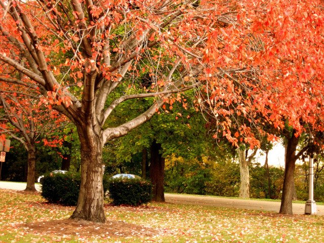 AUTUNNO PITTORE